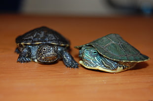 two gray and black turtle on brown wooden surface